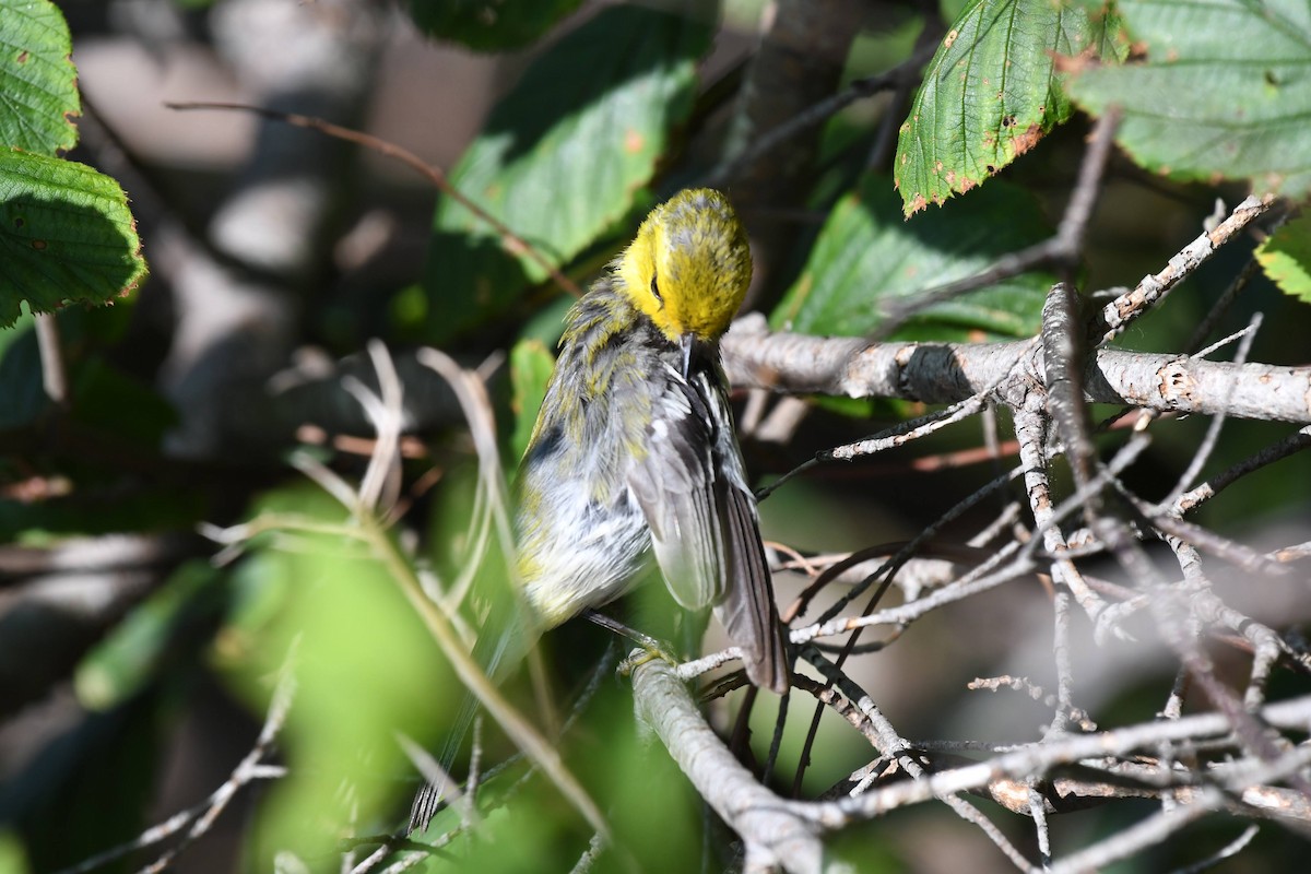 Grünmantel-Waldsänger - ML640487032