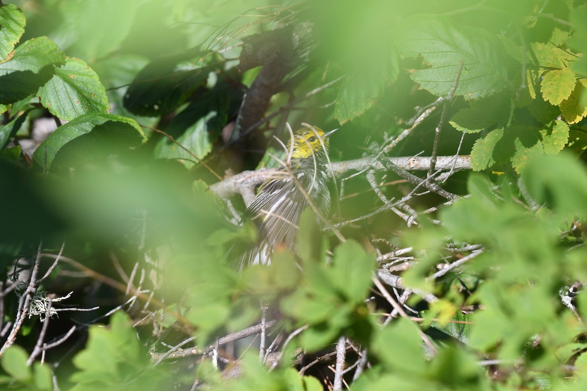 Grünmantel-Waldsänger - ML640487033