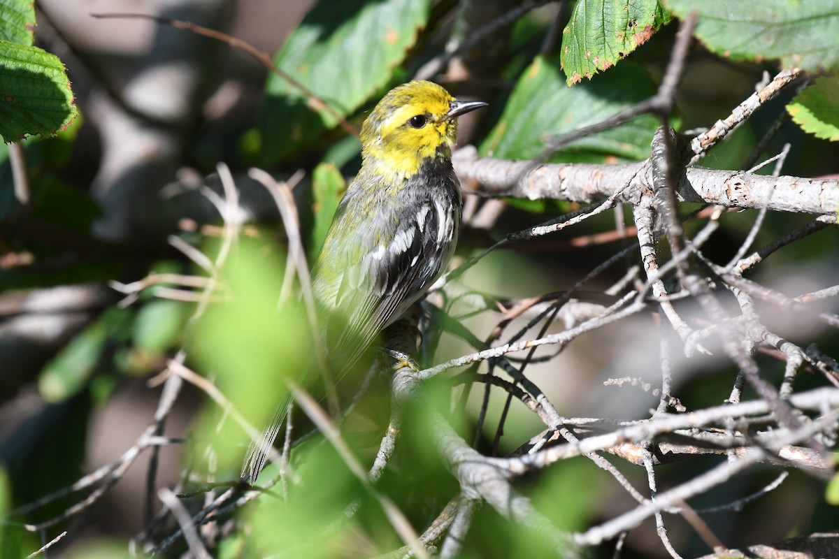 Grünmantel-Waldsänger - ML640487034