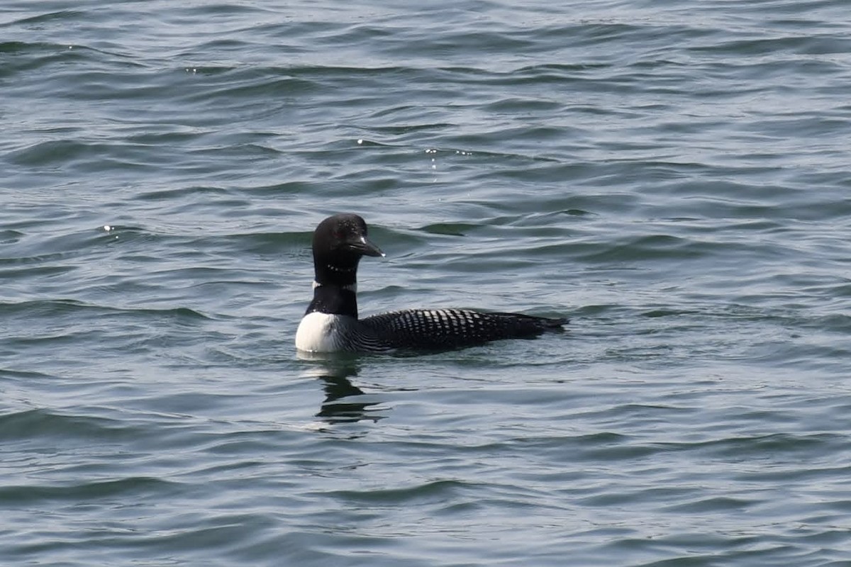 Eistaucher - ML640487045