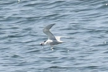 Flussseeschwalbe - ML640487049