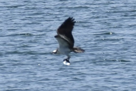 Fischadler - ML640487060