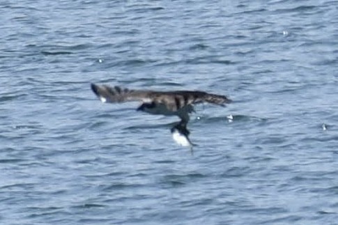 Fischadler - ML640487061