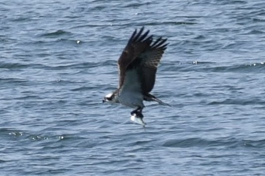 Fischadler - ML640487062