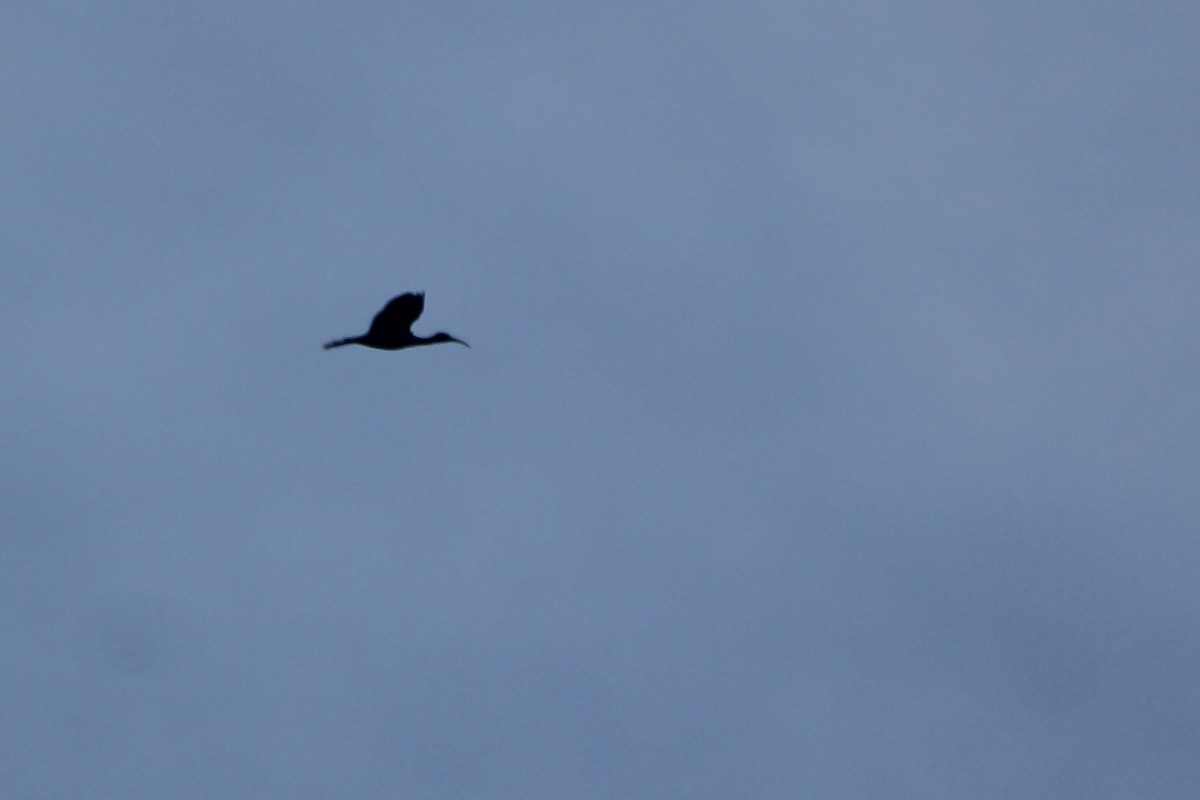 Glossy Ibis - ML640487070
