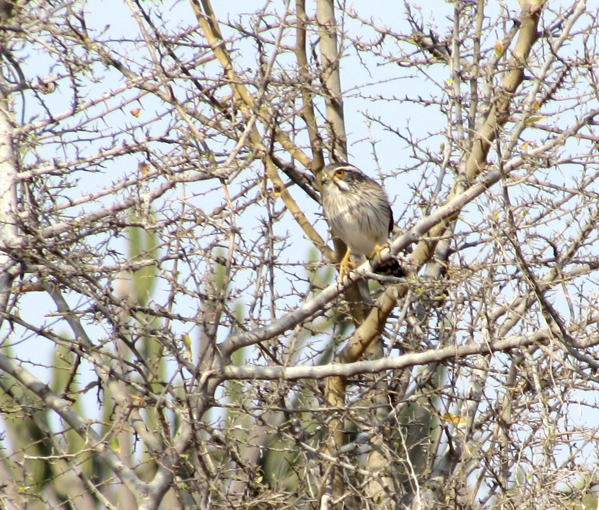 Spot-winged Falconet - ML640487121