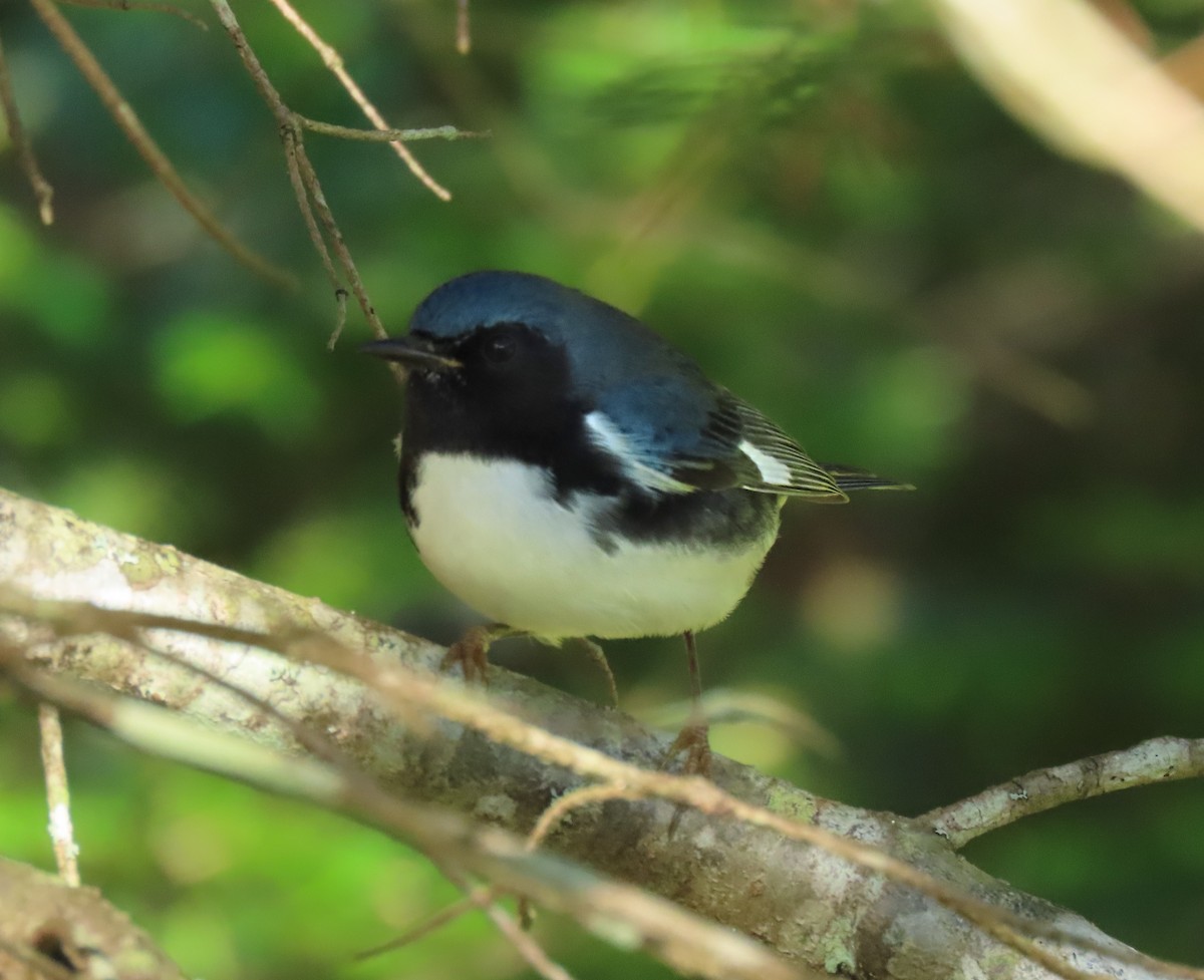 Black-throated Blue Warbler - ML640487125