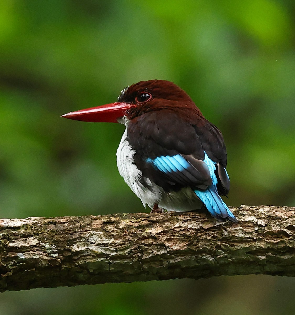 Chocolate-backed Kingfisher - ML640487136