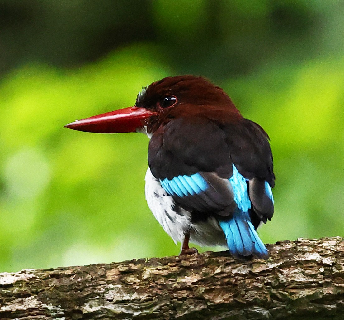 Chocolate-backed Kingfisher - ML640487150