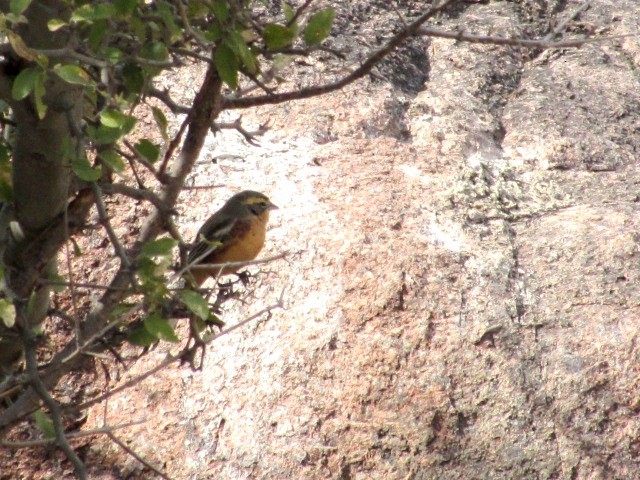 Cinnamon Warbling Finch - ML640487154