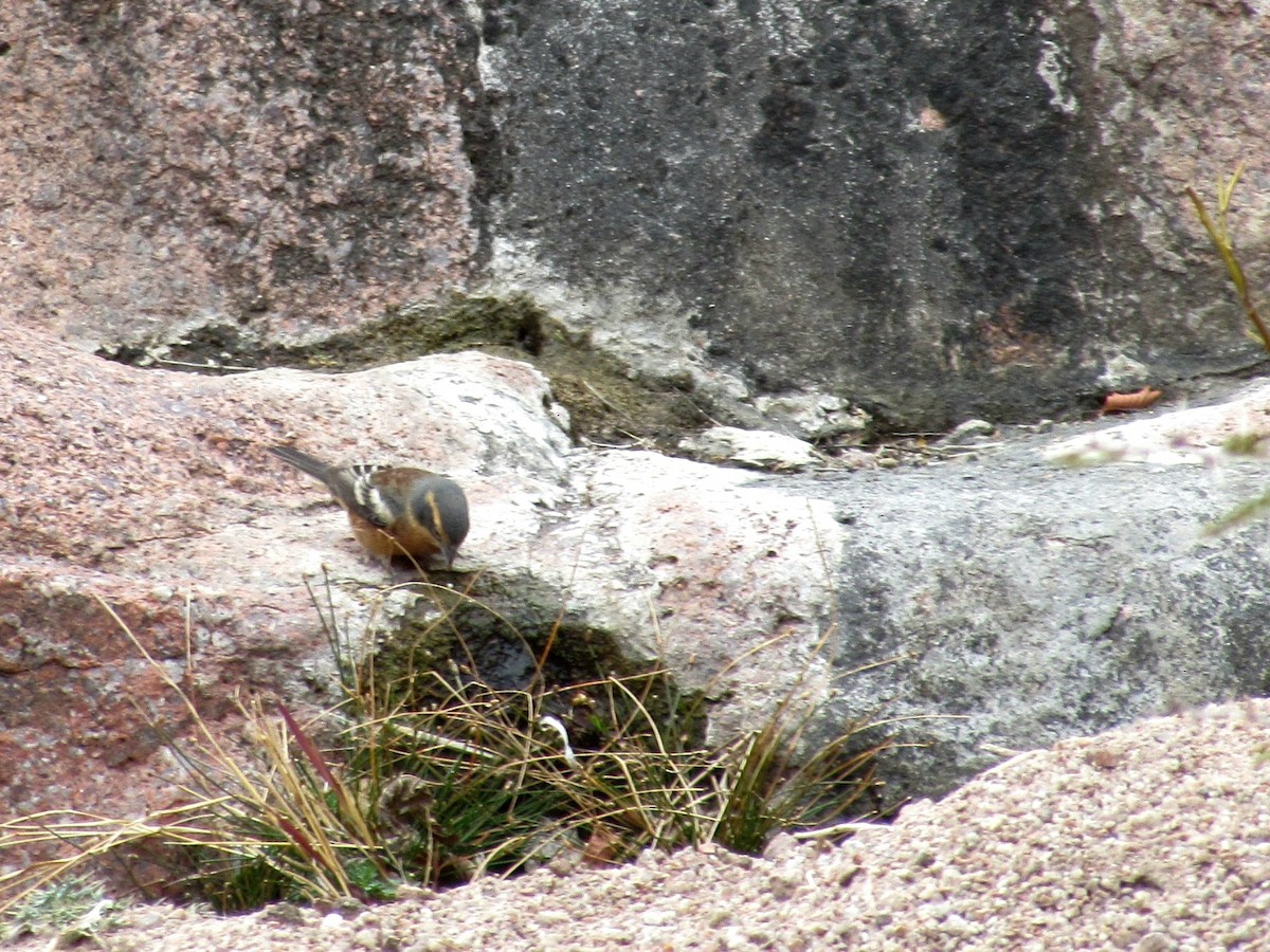 Cinnamon Warbling Finch - ML640487155
