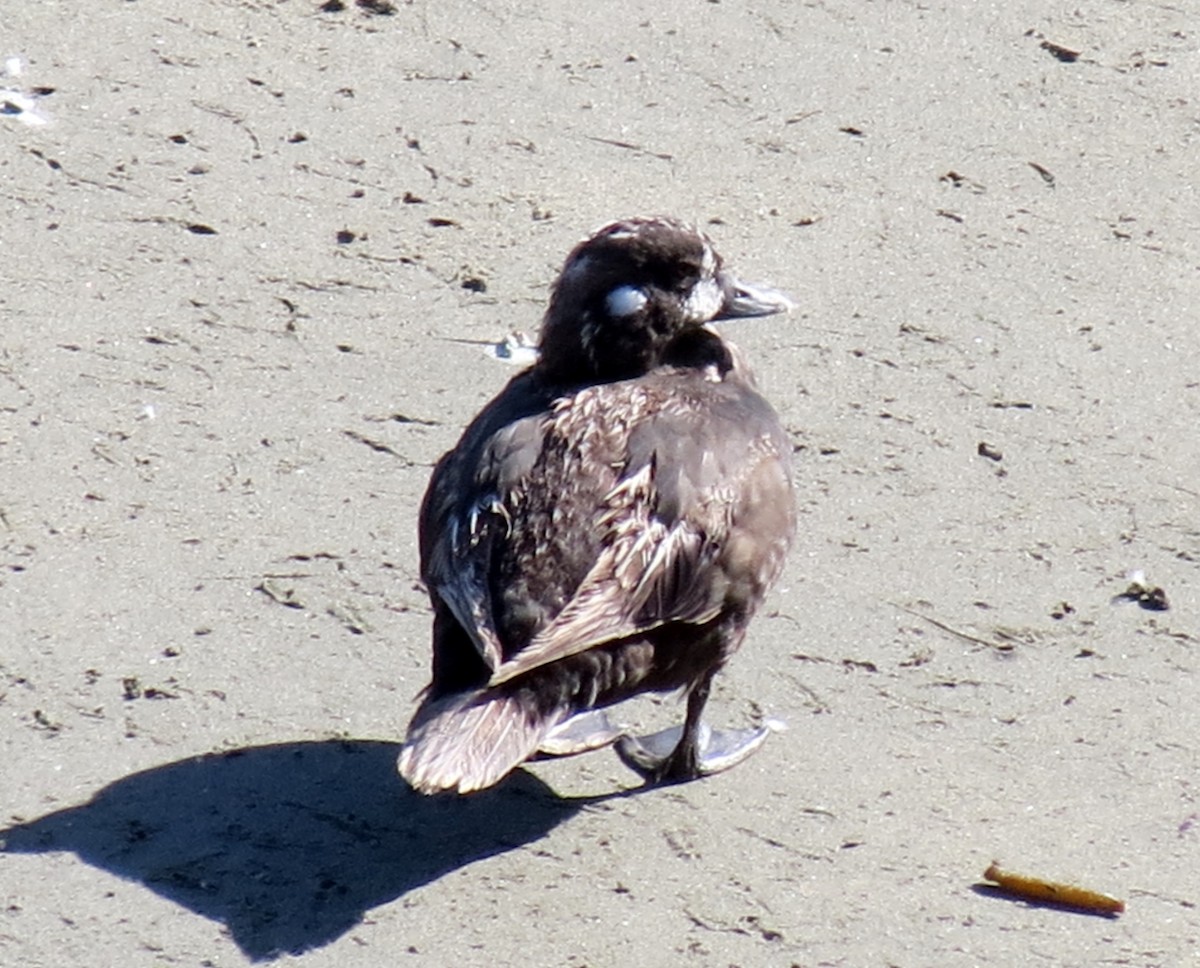 Harlequin Duck - ML640487189