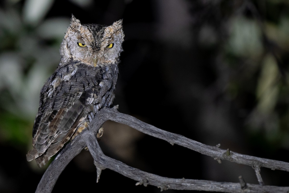 Whiskered Screech-Owl - ML640487193