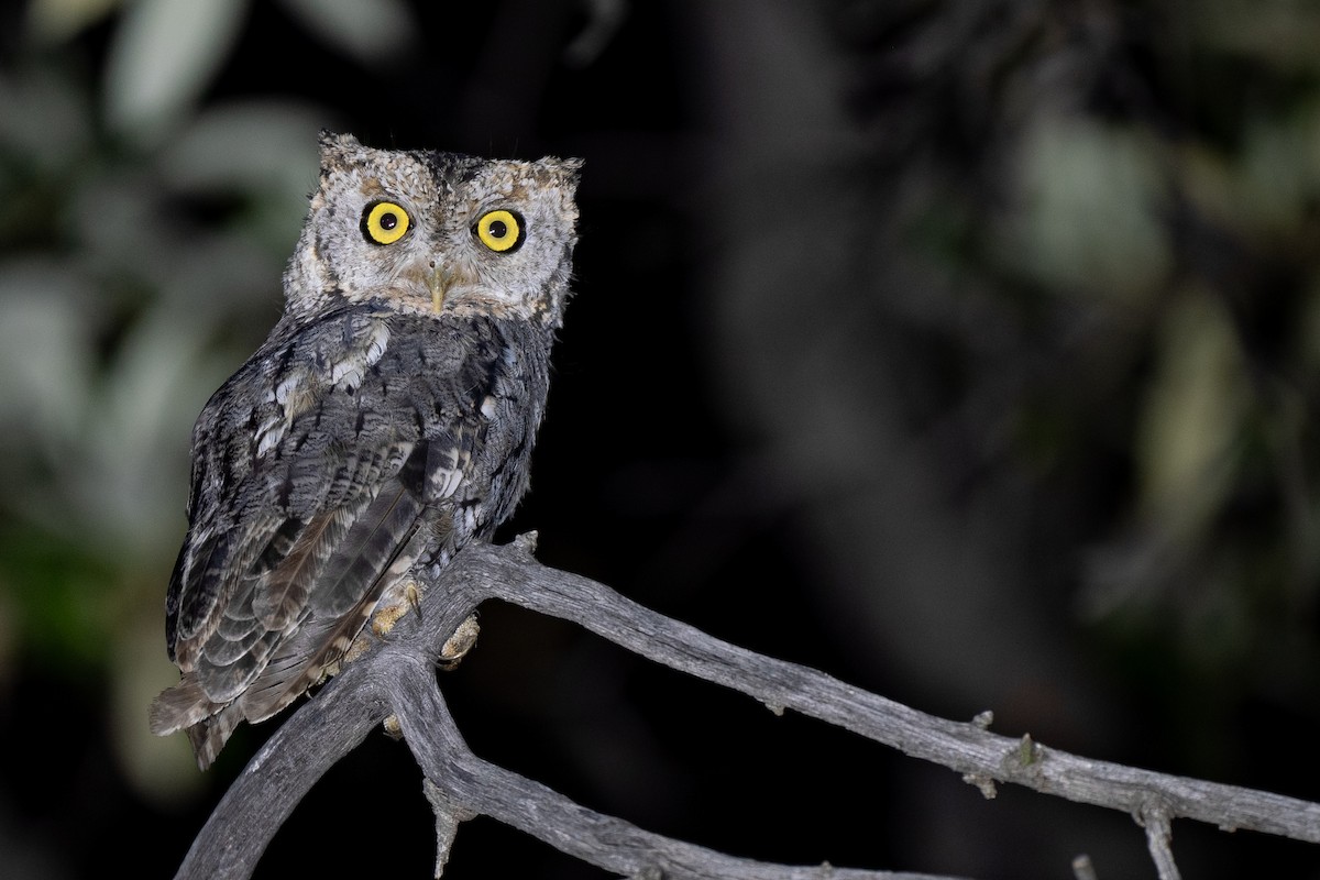 Whiskered Screech-Owl - ML640487194