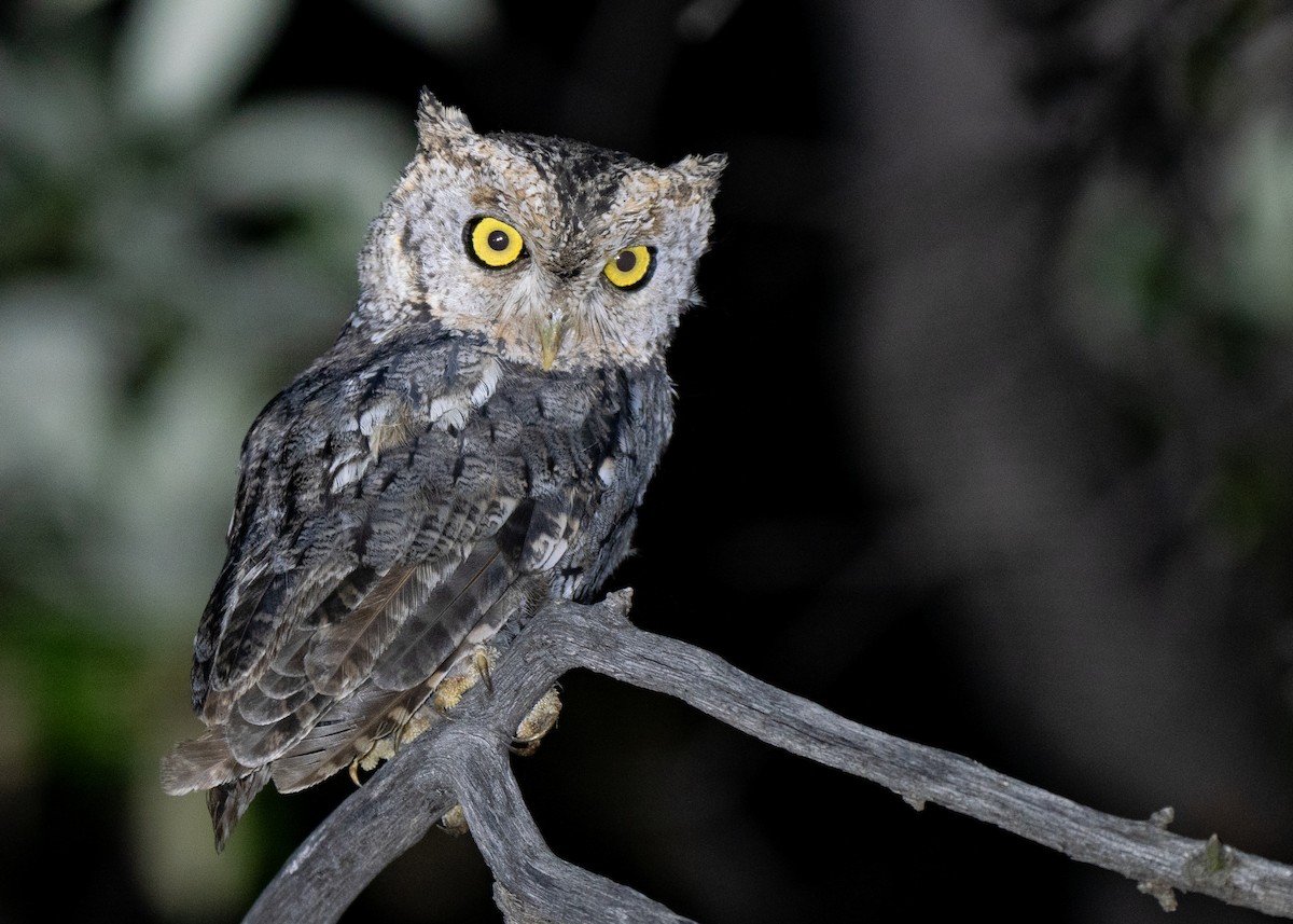 Whiskered Screech-Owl - ML640487197