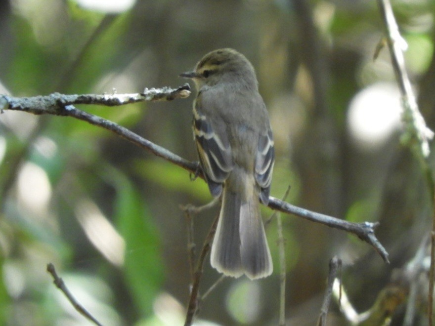 Fuscous Flycatcher - ML640487199