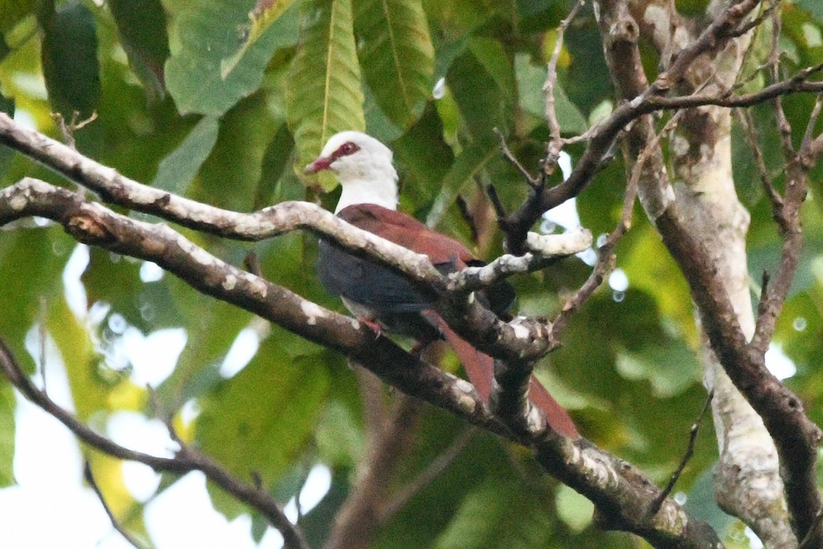 holub kukaččí - ML640487211