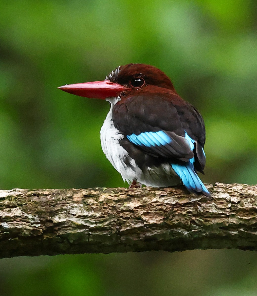 Chocolate-backed Kingfisher - ML640487246