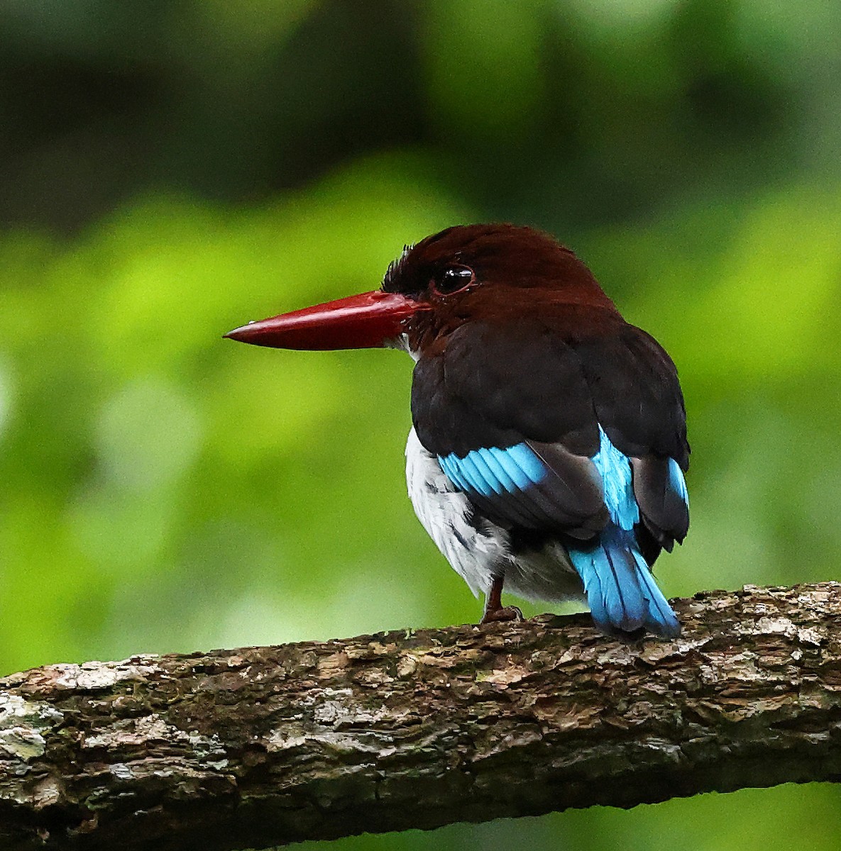 Chocolate-backed Kingfisher - ML640487298