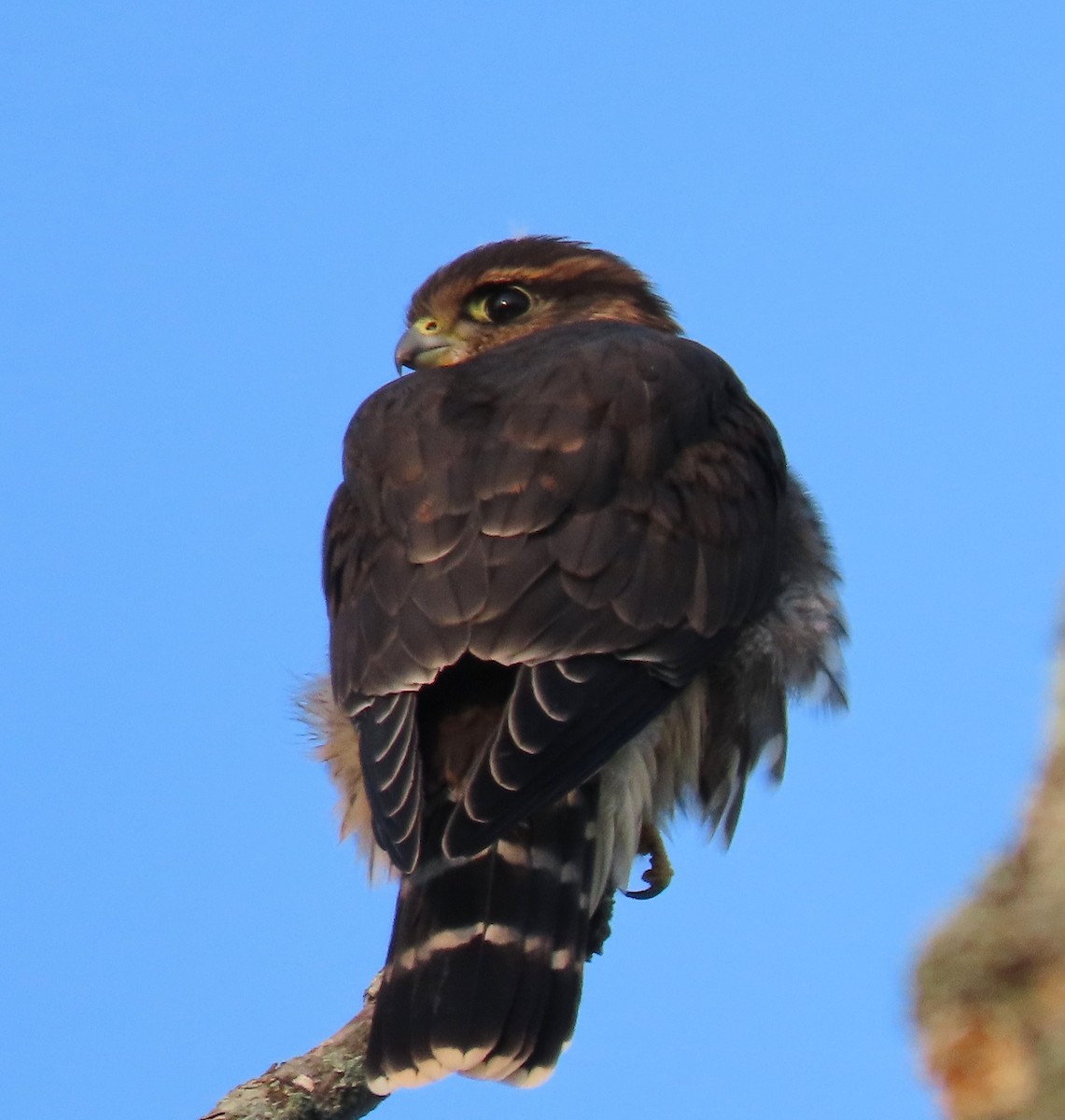 dřemlík tundrový - ML640487324