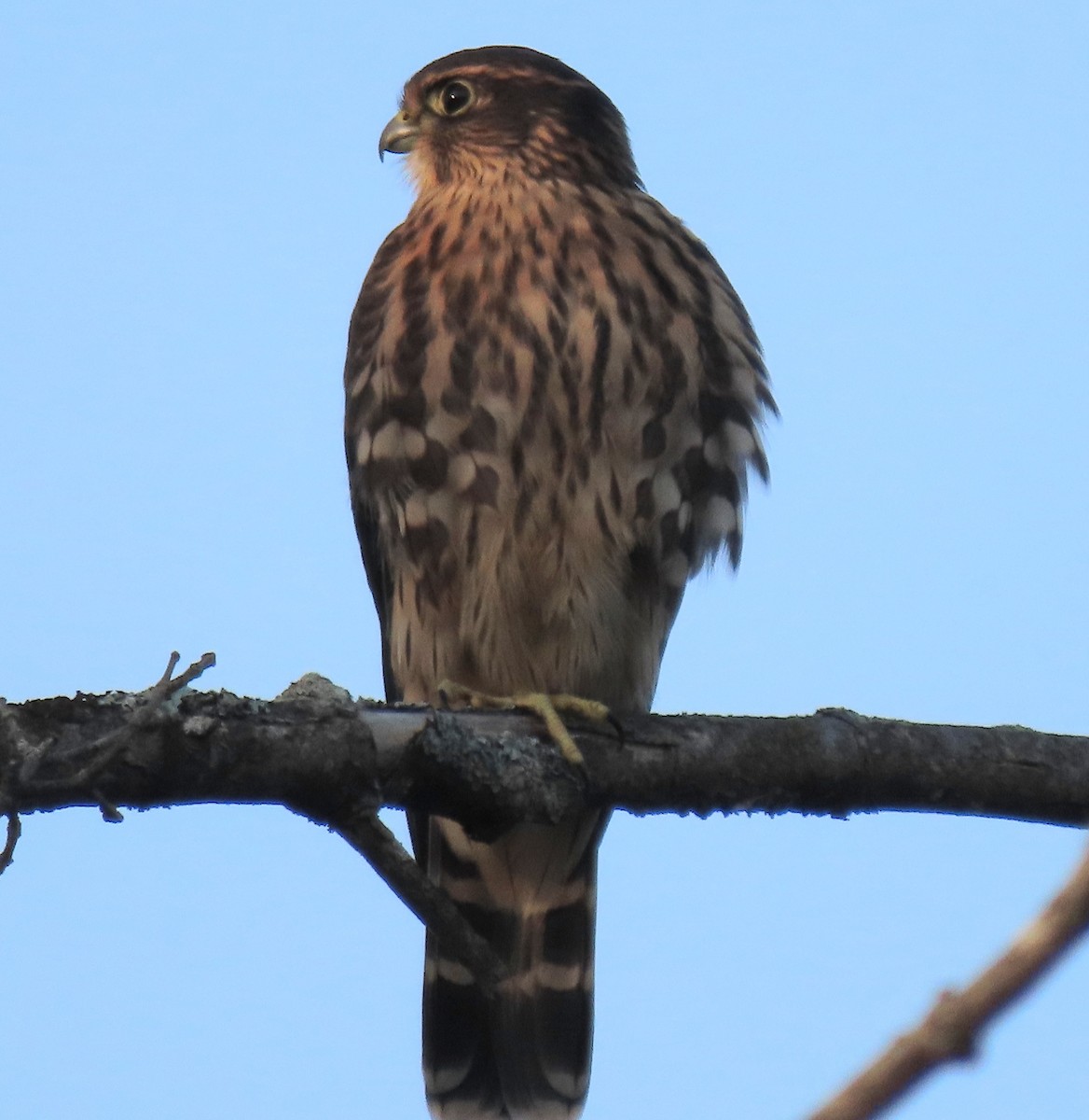 dřemlík tundrový - ML640487325