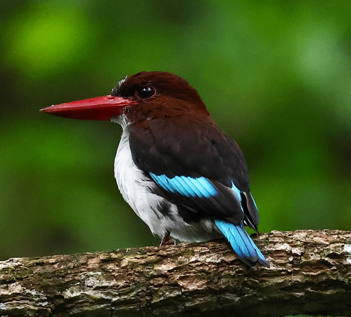 Chocolate-backed Kingfisher - ML640487327