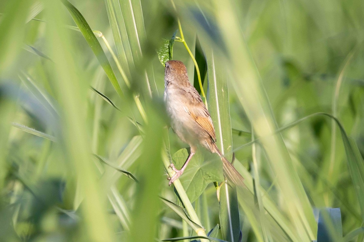Papuan Grassbird - ML640487355