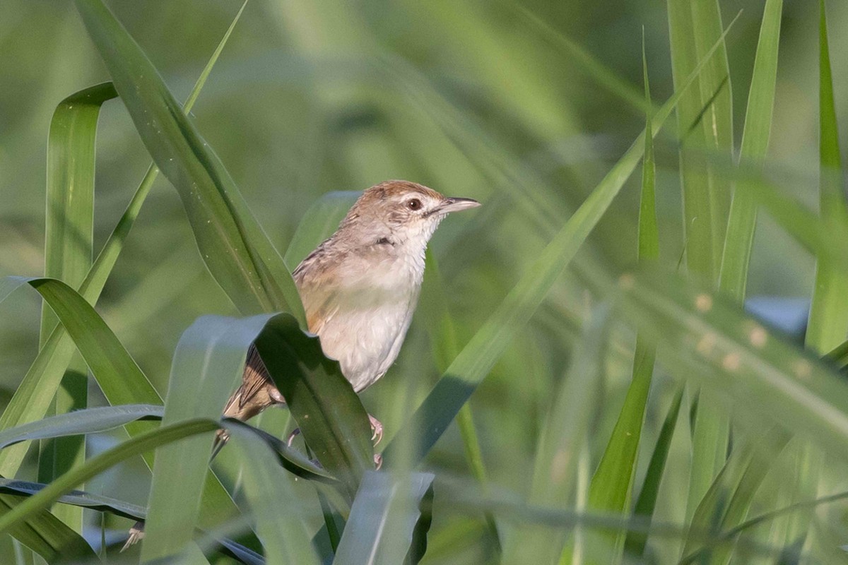 Papuan Grassbird - ML640487359