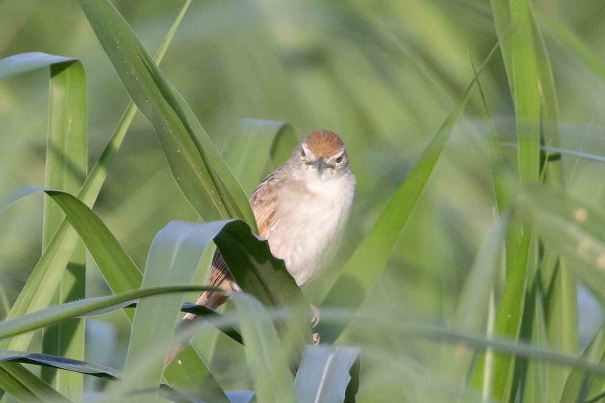 Papuan Grassbird - ML640487363