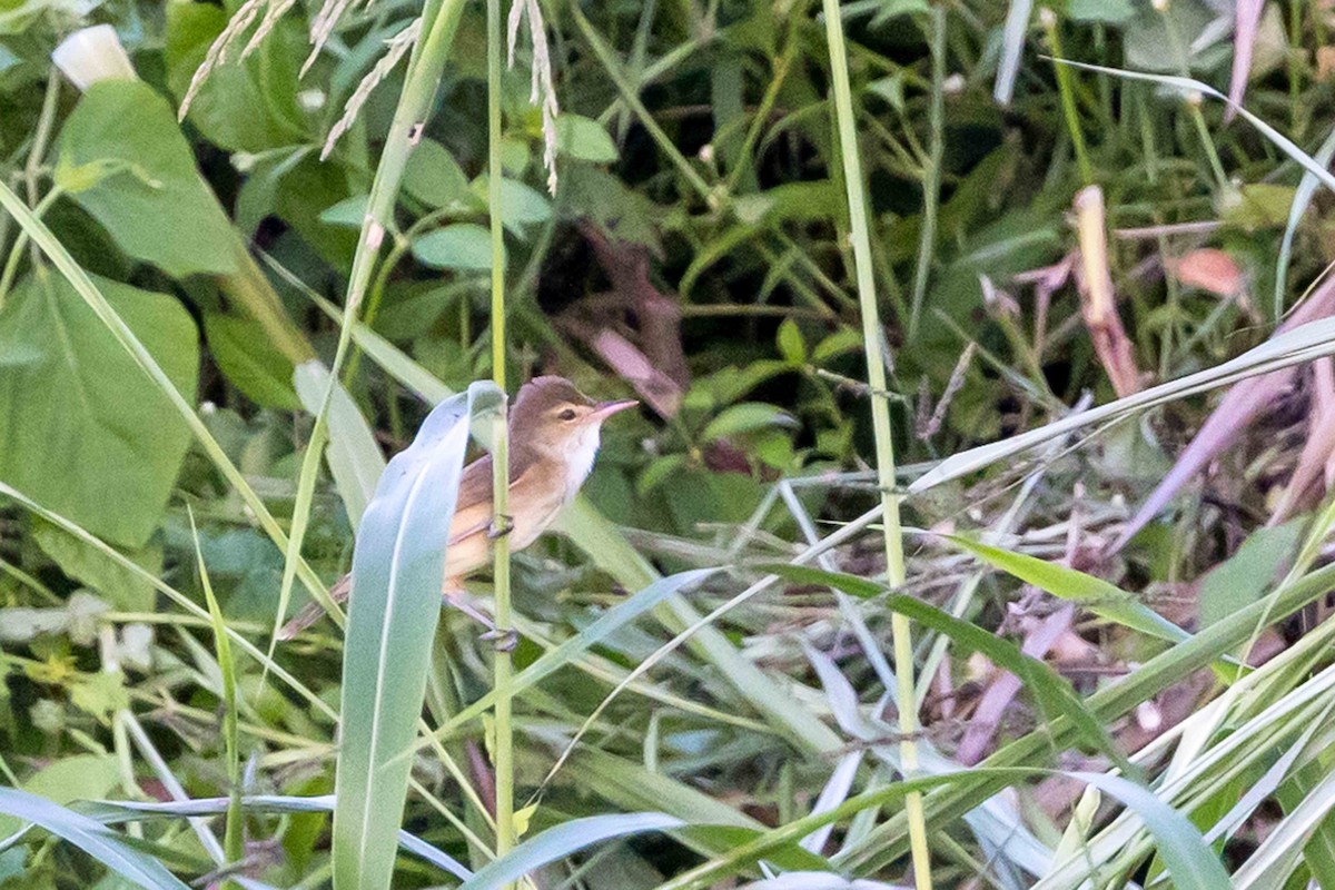 Australian Reed Warbler - ML640487372