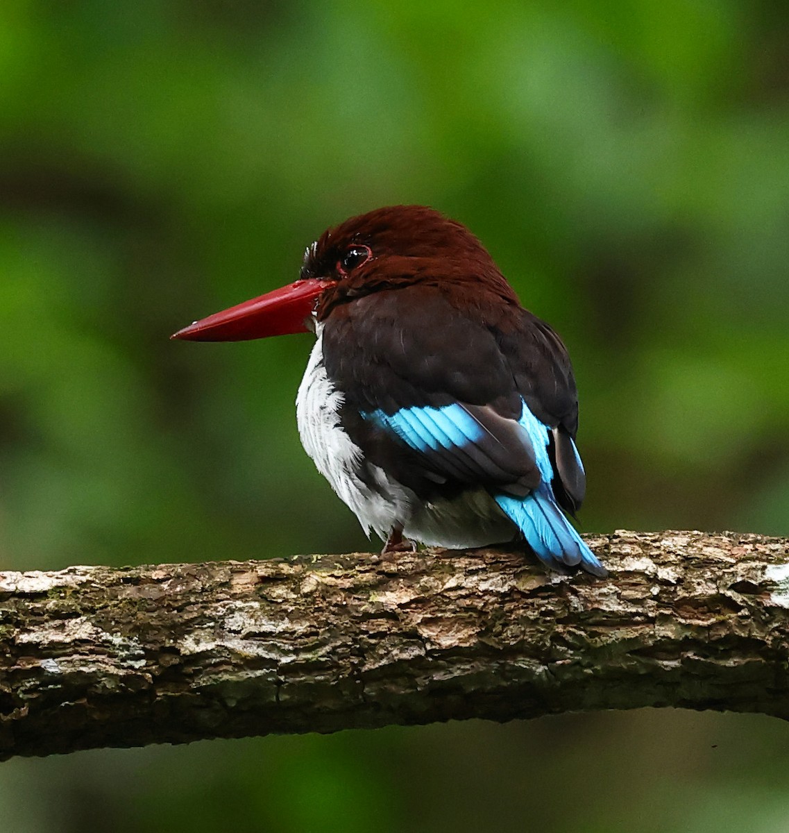 Chocolate-backed Kingfisher - ML640487380