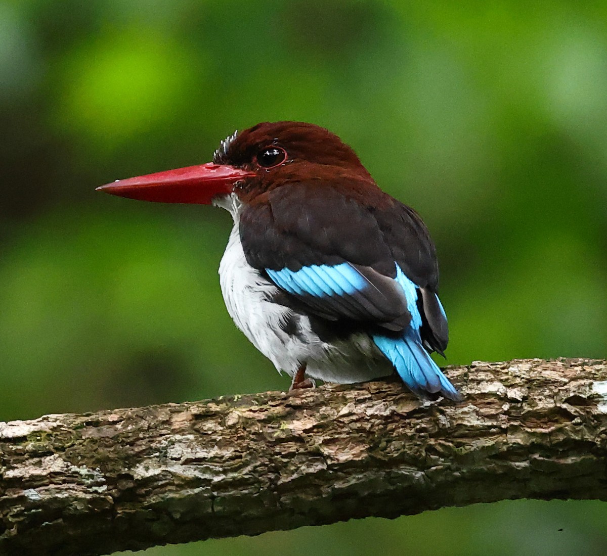 Chocolate-backed Kingfisher - ML640487399