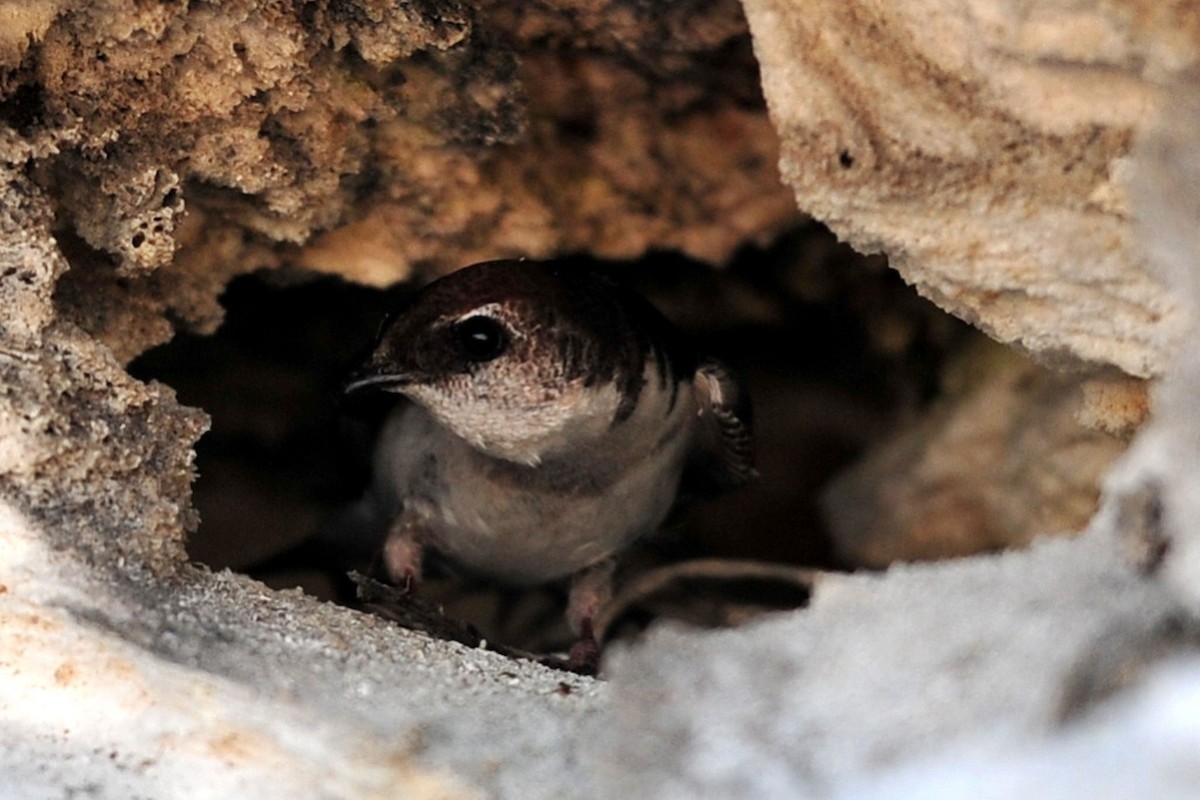 Violet-green Swallow - ML640487420