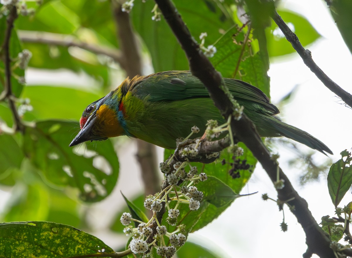 Black-browed Barbet - ML640487508