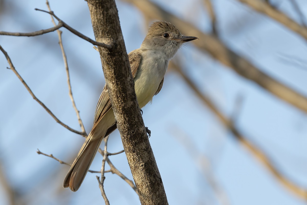 Nutting's Flycatcher - ML640487537