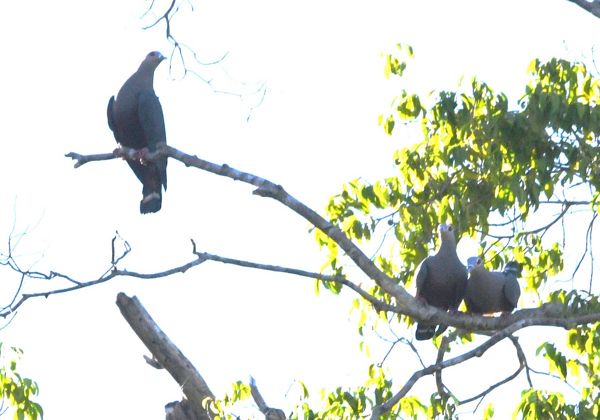 Pinon's Imperial-Pigeon (Gray-headed) - ML640487542