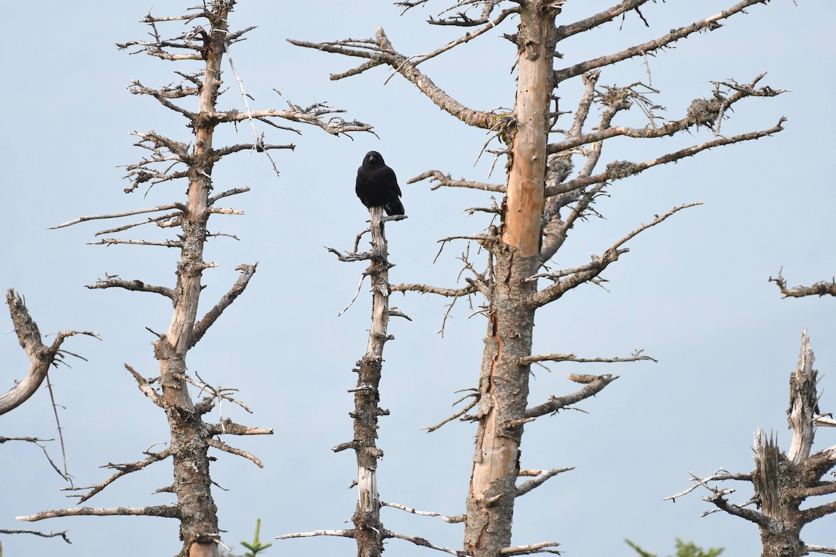 ravn - ML640487567