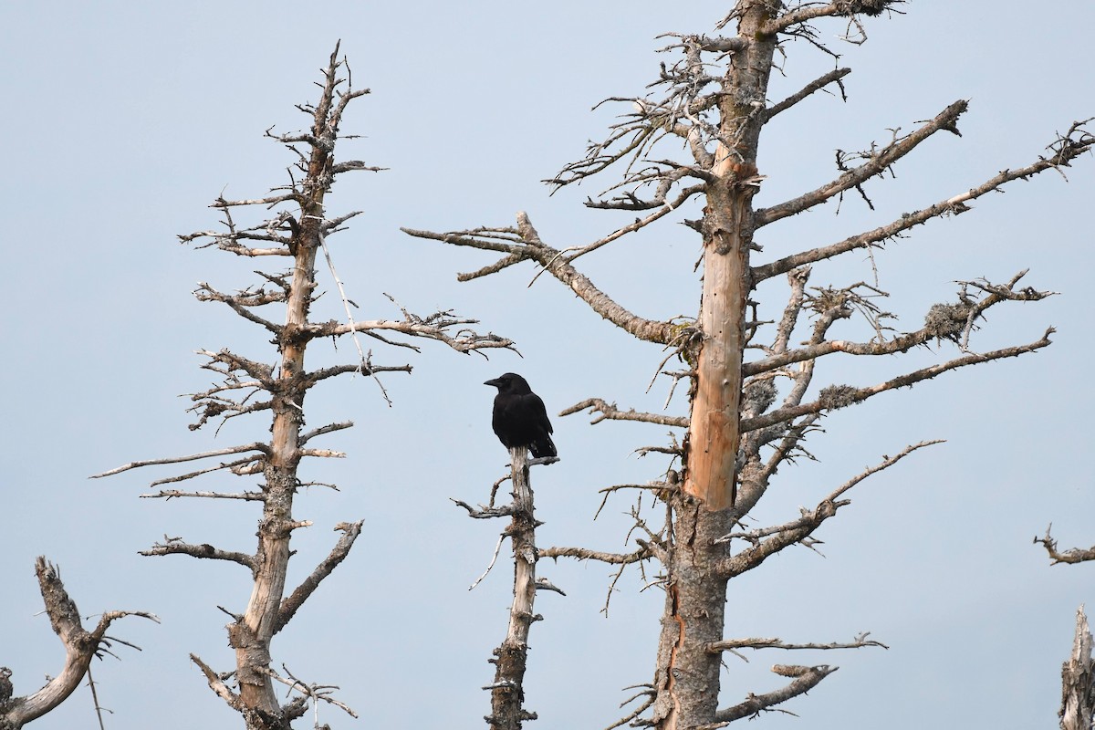 ravn - ML640487568