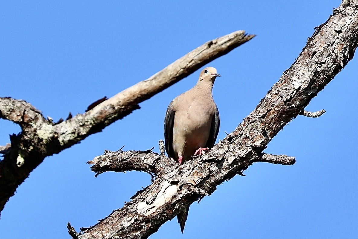 Mourning Dove - ML640487597