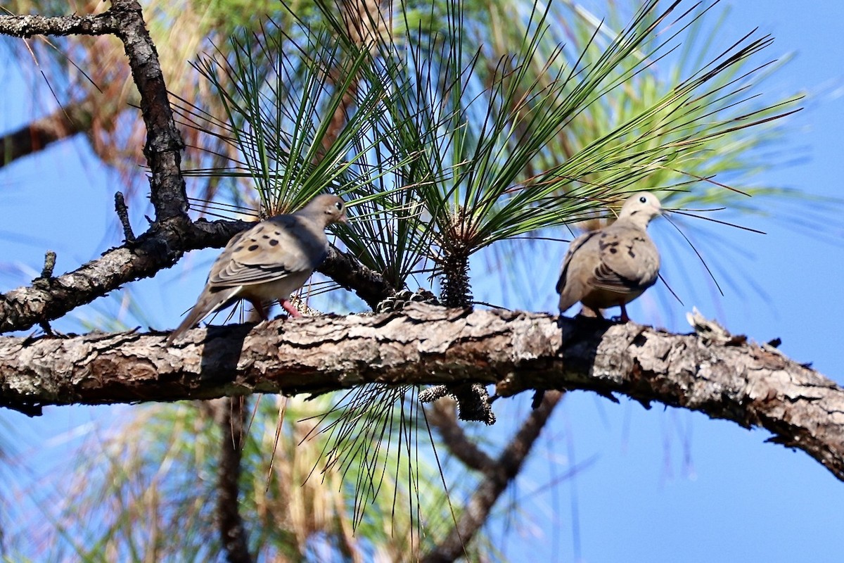 Mourning Dove - ML640487598