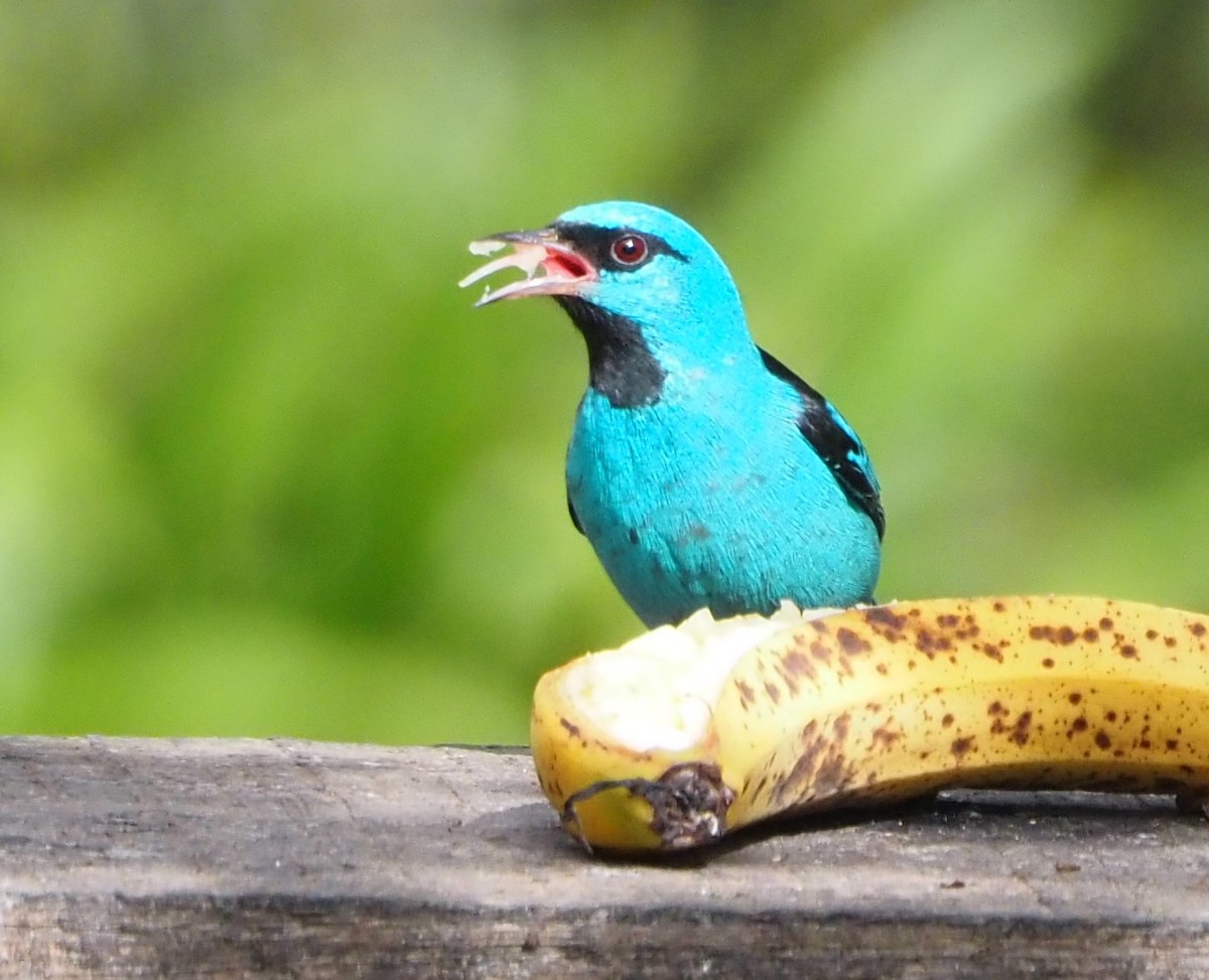 Blue Dacnis - ML640487605