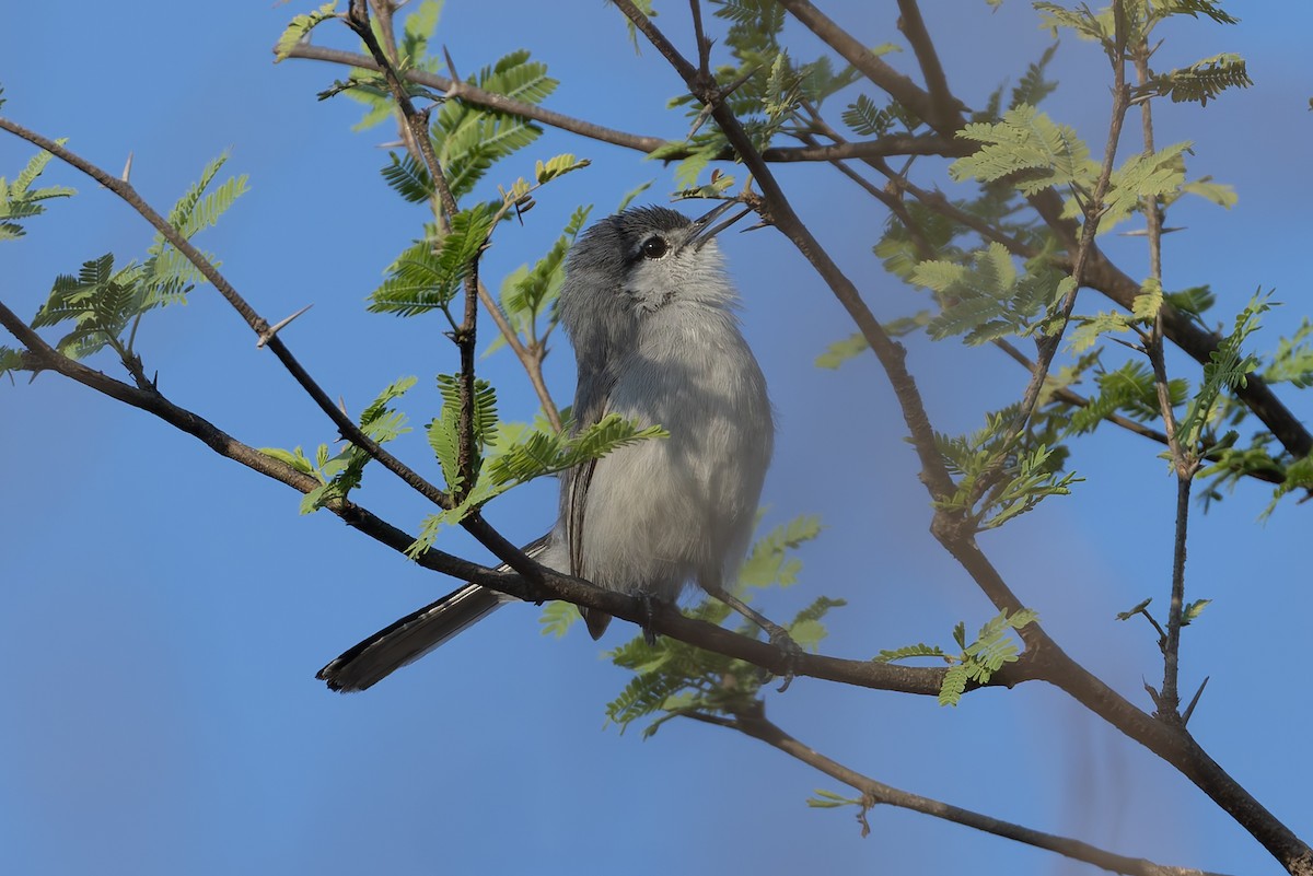 White-lored Gnatcatcher - ML640487609