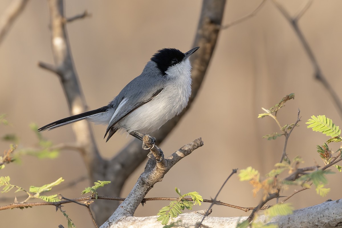White-lored Gnatcatcher - ML640487610