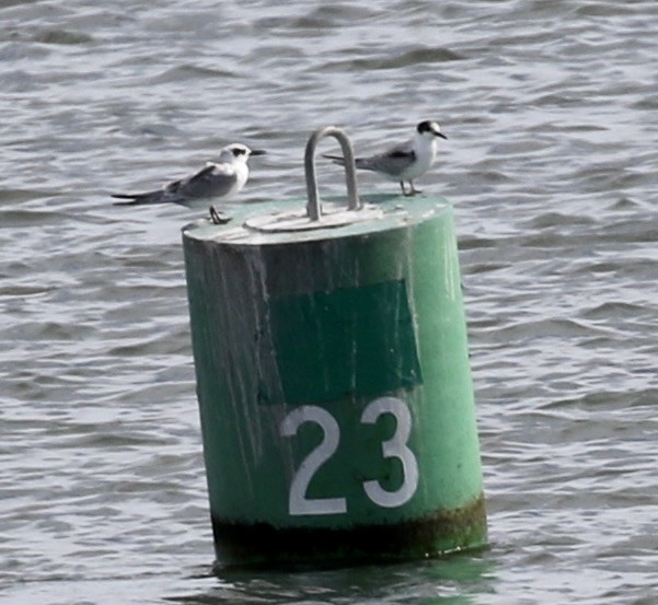 Forster's Tern - ML640487622