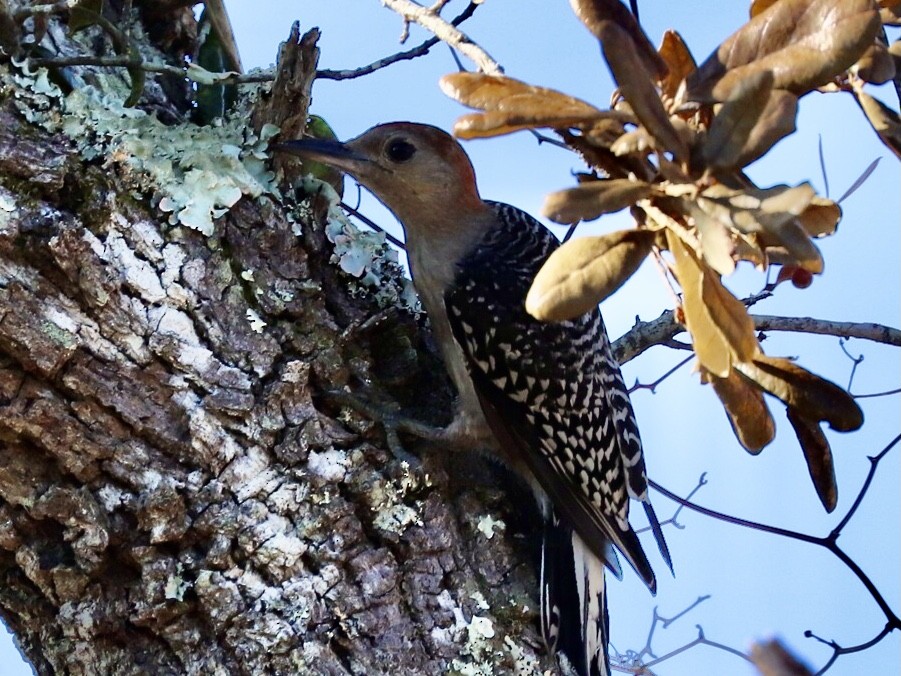 Red-bellied Woodpecker - ML640487629