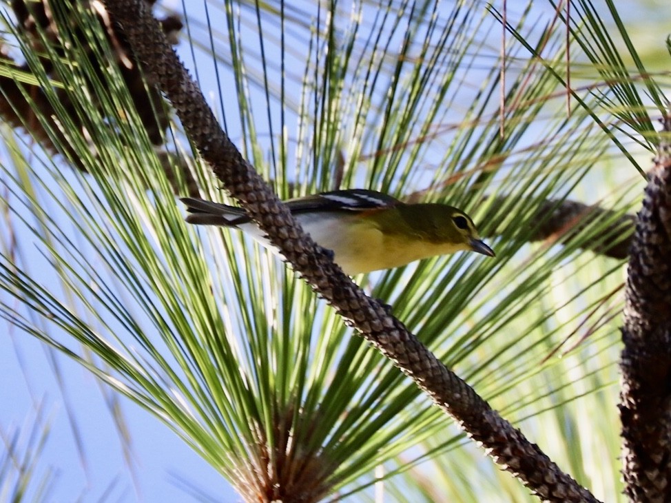 Yellow-throated Vireo - ML640487657