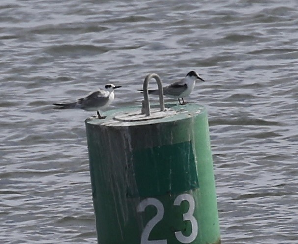Forster's Tern - ML640487669