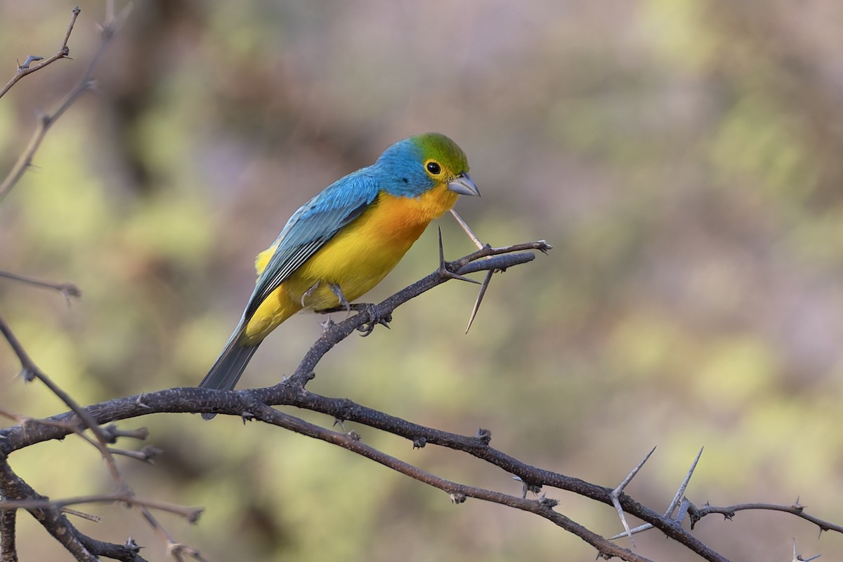 Orange-breasted Bunting - ML640487679