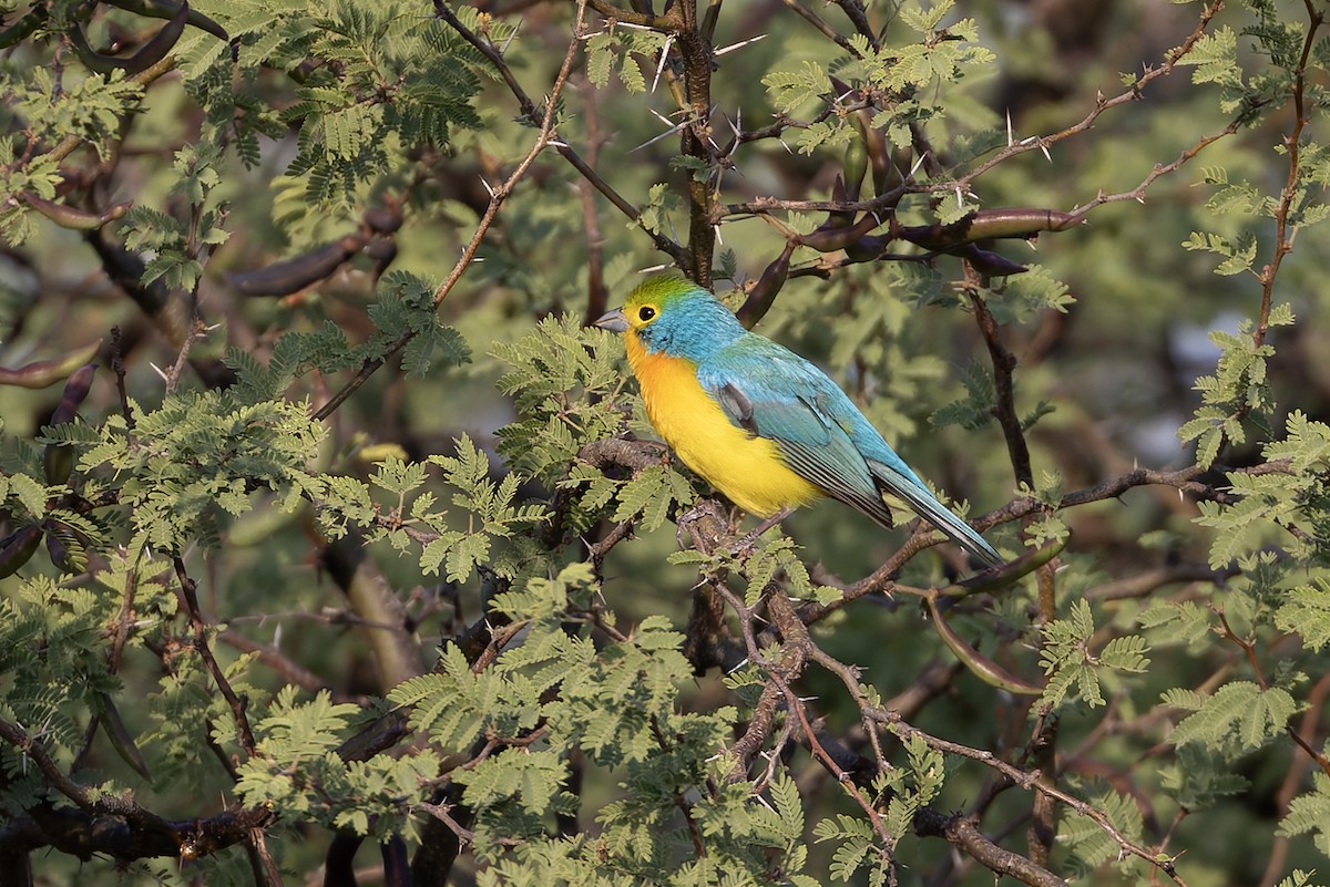 Orange-breasted Bunting - ML640487681