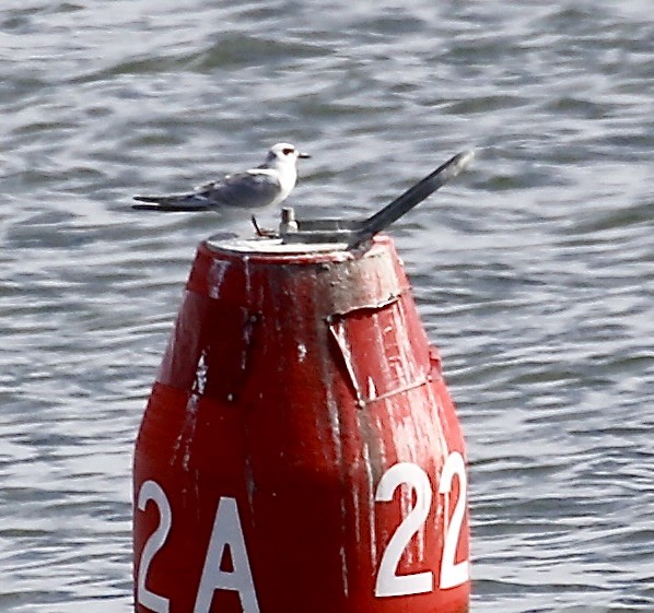 Forster's Tern - ML640487688